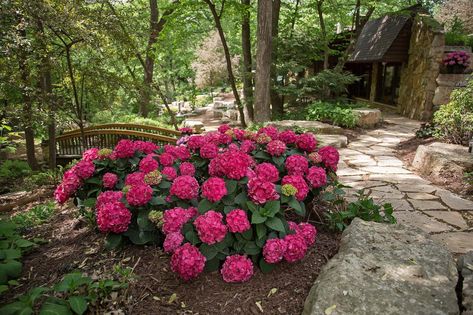 Summer Crush Hydrangea Landscaping, Summer Crush Hydrangea, Partial Shade Flowers, Summer Hydrangea, Hydrangea Varieties, Hydrangea Shrub, Endless Summer Hydrangea, Flowering Bushes, Growing Hydrangeas