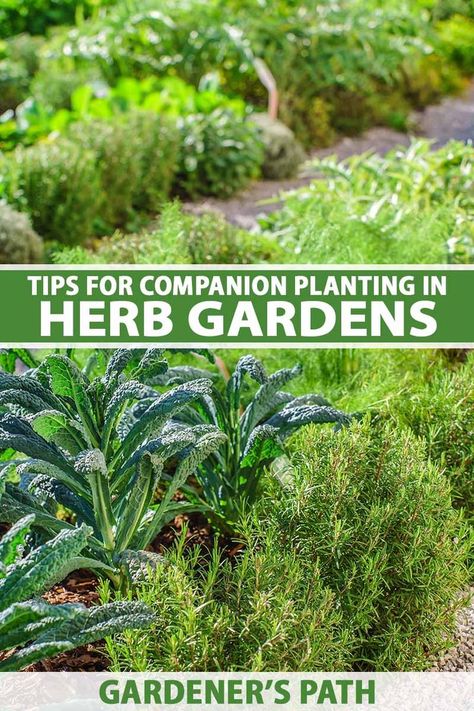 What are good herb combinations for companion planting, and which herbs don’t like to be planted near one another? Visit Gardener’s Path for the answers, plus a discussion on how to decide what to plant where, while considering growing conditions, compatibility, and more. #companionplanting #herbgarden #gardenerspath Compatible Herbs Companion Planting, Herb Companion Planting Chart, Which Herbs To Plant Together, Herbs Companion Planting, Companion Planting Herbs, Herb Combinations, Growing Herbs Outdoors, Herb Companion Planting, Medical Garden