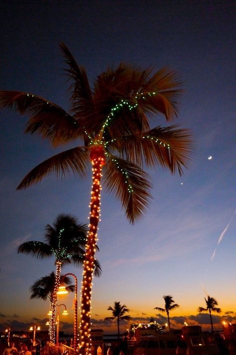 Palm Tree Christmas Lights, Key West Christmas, Beachy Christmas Tree, Palm Tree Lights, Christmas Stairs Decorations, Christmas Lights Wallpaper, Christmas Stairs, Hanging Christmas Lights, Florida Christmas