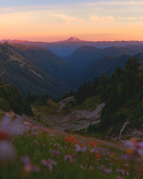 summer looks good on mount rainier national park ✨🏔️ Courtney Wilson, Washington Trip, Mt Rainier National Park, National Parks Photography, North Cascades National Park, Hiking Destinations, Mount Rainier National Park, Mt Rainier, Cascade Mountains