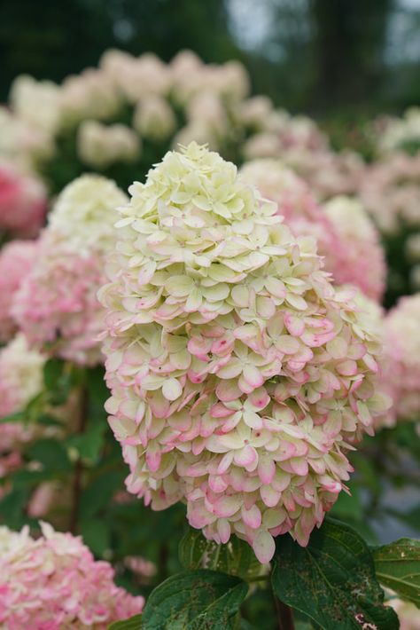 About Limelight Prime - Limelight Prime Hydrangea Limelight Hydrangea Around Pool, Limelight Prime Hydrangea Landscaping, Limelight Prime Hydrangea, Limelight Hydrangea Wedding, Limelight Hydrangea Landscaping, Limelight Hydrangea Tree, Hydrangea Limelight, Hydrangea Paniculata Limelight, Hydrangea Tree