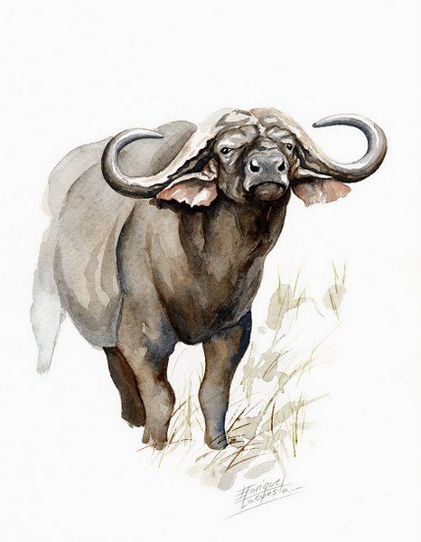 buffalo watercolor | No: 03 | Cape Buffalo Watercolor | 500 Euros Cape Buffalo Tattoo, African Animals Photography, Wildlife Watercolor, Buffalo Painting, Cape Buffalo, Deer Artwork, Buffalo Art, African Buffalo, Watercolor Paintings Of Animals