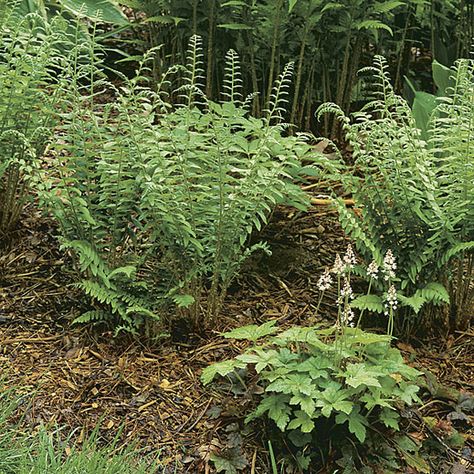 Polystichum acrostichoides (Christmas fern) - Fine Gardening Plant Guide Polystichum Acrostichoides, Christmas Fern, Shade Gardening, Plant Guide, Fine Gardening, Stone House, Pine Trees, Shade Garden, The Christmas