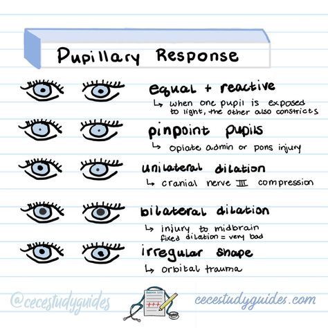 👁️ 🔦 Pupil assessments may seem extra but I do one with most of my patients! Be sure to: 🔹 Measure pupil size and shape 🔹 Check for reactivity to light 🔹 Recognize normal vs. abnormal findings (e.g., anisocoria) 🔹 Understand implications like increased intracranial pressure 🔹 Detect early signs of neurological disorders #NursingStudents #PupilAssessment #healthcarenotes #NursingSkills Nursing School Studying Cheat Sheets, Emt Study, Medical Assistant Student, Paramedic School, Intracranial Pressure, Nursing School Essential, Nursing Study Guide, Nursing School Motivation, Medicine Notes