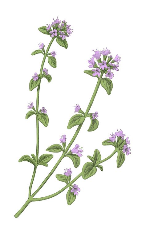 flowering thyme illustration Thyme Botanical Illustration, Thyme Flower Tattoo, Thyme Drawing, Thyme Watercolor, Thyme Illustration, Tattoo Bees, Flowering Thyme, Thyme Sprig, Berry Illustration