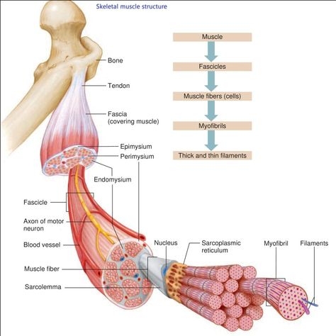 Skeletal Muscle Structure Muscle Anatomy Diagram, Muscle Fibers Anatomy, Skeletal Muscle Structure, Muscle Structure Anatomy, Muscle Physiology, Skeletal Muscle Anatomy, Muscle Cell, Tissue Biology, Muscles Anatomy