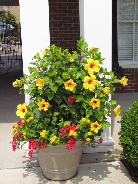 Hibiscus, red verbena, yellow lantana Yellow Lantana, Patio Flowers, Porch Flowers, Twitter Artist, Follow Tiktok, Garden Containers, Container Gardens, Container Flowers, House Plants Indoor