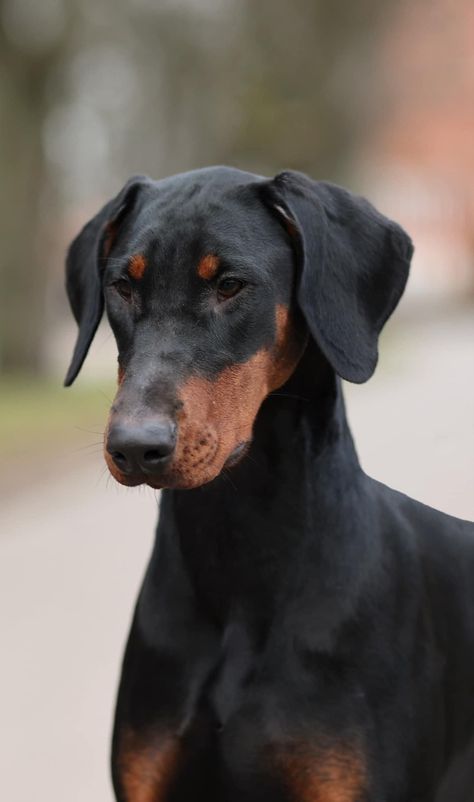 1 year old female Doberman Doberman Dogs Natural Ears, Doberman Normal Ears, Doberman Without Cropped Ears, Doberman Uncropped Ears, Doberman Natural Ears, Natural Doberman, Female Doberman, Doberman Photography, Doberman Aesthetic