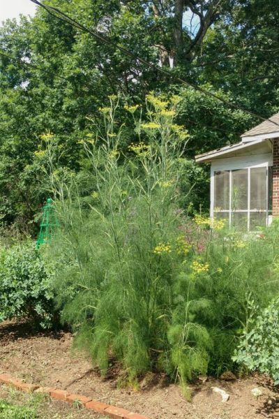 Better Know a Host Plant: Fennel – Backyard Butterflies Fennel Plant, Wild Foraging, Eco Garden, Waterwise Garden, Butterfly Plants, Garden Insects, Garden Weeds, Cottage Exterior, Veg Garden