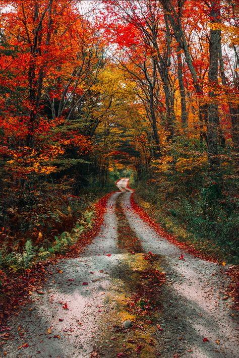 The New England Guide to Leaf Peeping - Classy Girls Wear Pearls Ormanlık Alan, Leaf Peeping, New England Fall, Autumn Scenes, 수채화 그림, Autumn Scenery, Dirt Road, Foto Art, Autumn Beauty