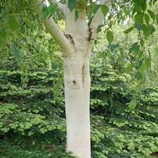 White Bark Trees, European White Birch, Birch Trees Garden, Betula Utilis, Deer Garden, River Birch, Flowering Cherry Tree, Specimen Trees, Zone 5