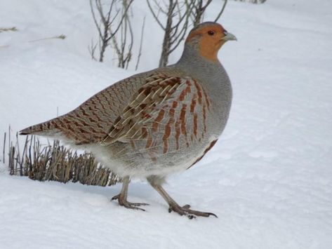 Gray Partridge Male #birds found in #southdakota #birdwatching #birdphotography #nature #naturephotography #bradeen Grey Partridge, Red Bill, Agricultural Land, Game Birds, Sketch Inspiration, Partridge, Bird Photography, Pheasant, Bird Watching