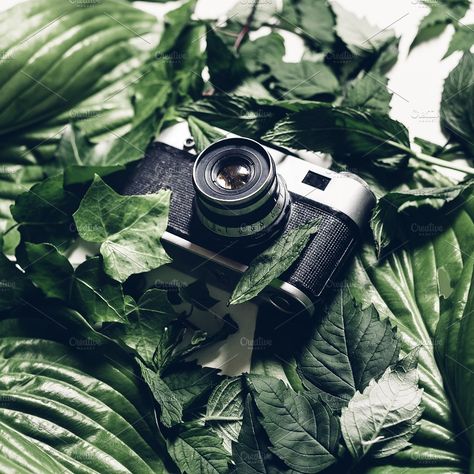 Retro film camera in green leaves by tsnorth on @creativemarket Abstract Photography Ideas, Retro Film Camera, Background Couple, Palm Shadow, Elegant Typeface, Mood Feelings, Creativity Wallpaper, Adventure Forest, Retro Technology