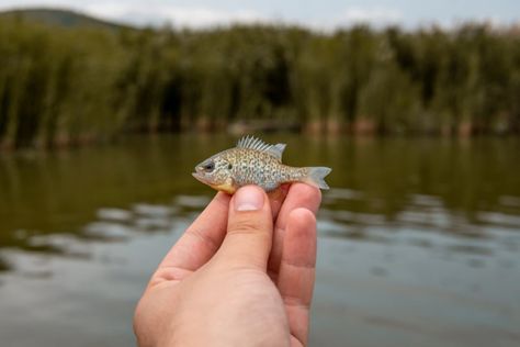 Shelter Building, Outdoor Hobbies, Tiny Fish, Plenty Of Fish, Japanese Water, Fish Species, Survival Shelter, Fishing Techniques, Natural Diet