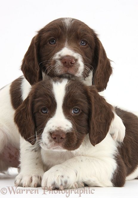 Photograph of Working English Springer Spaniel puppies, 6 weeks old. Rights managed white background Dogs image. Springer Puppies, Springer Spaniel Puppy, English Springer Spaniel Puppy, Springer Spaniel Puppies, Nature Picture, Springer Spaniels, Spaniel Puppies, English Springer, English Springer Spaniel