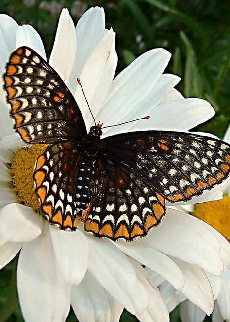 Baltimore Checkerspot Butterfly Photo Papillon, Moth Caterpillar, Butterfly Photos, Beautiful Bugs, Butterfly Pictures, Butterfly Kisses, Haiwan Peliharaan, Butterfly Garden, Butterfly Flowers