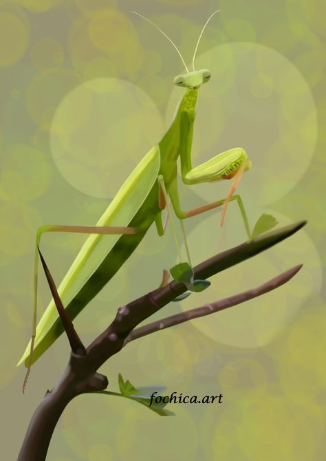 Artwork by : Juan Ramón Martín Muñoz  ---  Dibujo digital de una mantis religiosa. Impresion en papel, ...  ---  digital drawing of a praying mantis. Printing paper, ...  ---  Visit: https://artenet.es/netart-arte-digital/mantis-religiosa/ Preying Mantis Drawing, Praying Mantis Drawing, Praying Mantis Art, Mantis Drawing, Prey Mantis, Mantis Religiosa, Frank Morrison, Insect Photography, 2nd Grade Art