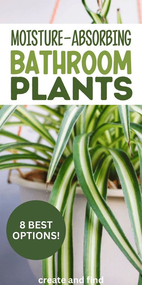 Bathroom plants that absorb moisture. Inside House Plants, Best Bathroom Plants, Indoor Plants Low Light, Air Purifying House Plants, Household Plants, Plant Care Houseplant, Inside Plants, Growing Plants Indoors, Best Indoor Plants