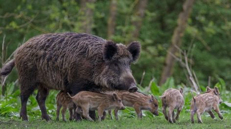 Suspected Mama Wild Boar Helps Free Two Piglets From Wooden Trap Wild Boar Hunting, Boar Hunting, Graphic Design Portfolio Cover, Wild Pig, Animal Rights Activist, Wild Boar, Animal Rights, Nature Reserve, Habitat