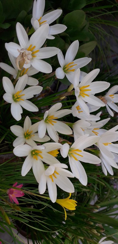 Rain Lily Flower, Rain Lilly, Lilies Flowers, Rain Lily, Nothing But Flowers, Crazy Stuff, Lily Flower, Flowers Nature, Garden Planning