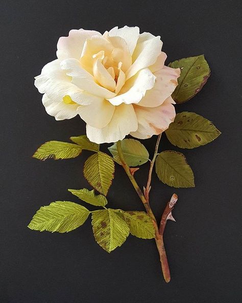 Flower Reference, Rose Reference, Fleurs Diy, Beautiful Flowers Photos, Flowers Photo, Rose Photo, Crepe Paper Flowers, Flower Rose, Plants And Flowers