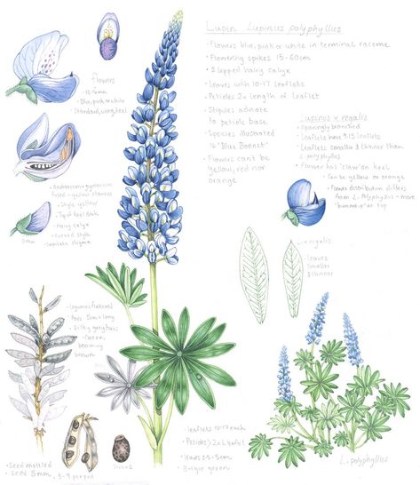 Lupin Flower, Lizzie Harper, Sketchbook Studies, Plant Sketches, Lupine Flowers, Botanical Sketchbook, Ice Flower, Plant Study, Blue Bonnet