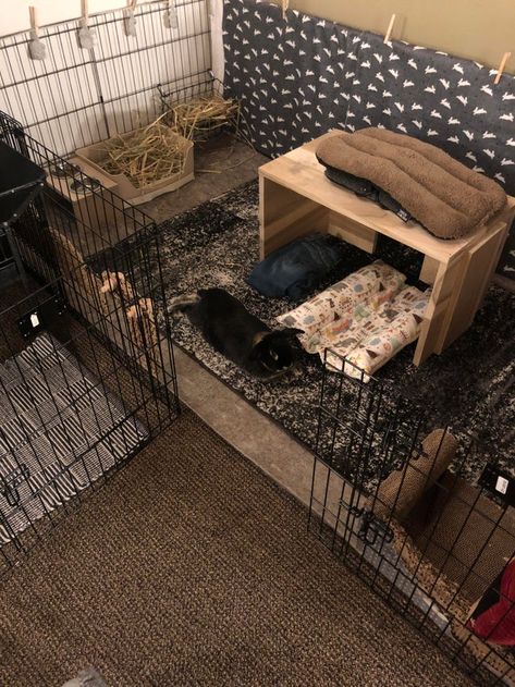 Bunny Pen Indoor Aesthetic, Bunny X Pen, Bunny Pen Set Up, X Pen Rabbit Cage, Aesthetic Rabbit Enclosure, Bunny Play Pen Ideas, Bunny In Bedroom, Rabbit Home Ideas, Bunny Pen Ideas