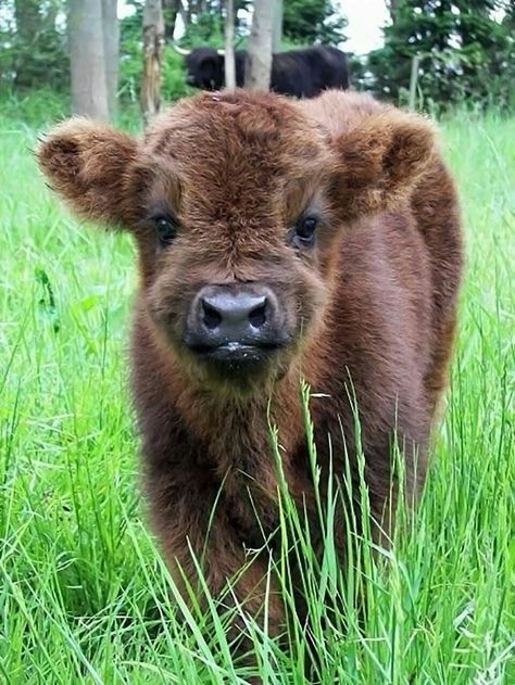 Baby Farm Animals, Fluffy Cows, Baby Cow, Baby Animals Pictures, Baby Cows, Fluffy Animals, Cute Animal Photos