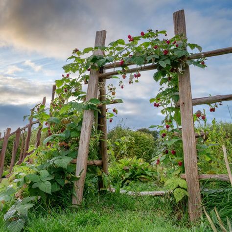 Do Raspberries Need a Trellis? - Peaceful Patch - Gardening for Health Raspberry Patch Trellis, Raspberry Garden Trellis, Raspberry Arbor Trellis Ideas, Raspberry Trellis, Raspberry Canes, Pea Trellis, Trellis System, Growing Raspberries, Raspberry Plants