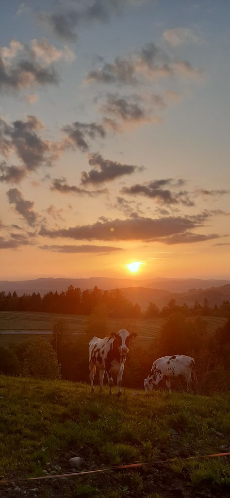 Cow Sunset Wallpaper, Sunset Wallpaper Country, Cow Iphone Wallpaper Aesthetic, Country Landscape Wallpaper, Country Aesthetic Western Wallpaper, Cute Country Wallpapers For Phones, Asthetic Country Wallpapers, Cow Asthetic Picture Wallpaper, Cow Wallpaper Backgrounds