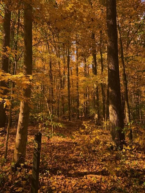 Orange Woods Aesthetic, Golden Hour Forest Aesthetic, Sunlit Forest Aesthetic, Gold Forest Aesthetic, Golden Forest Aesthetic, Fall Yellow Aesthetic, Orange Forest Aesthetic, Yellow Forest Aesthetic, Light Forest Aesthetic