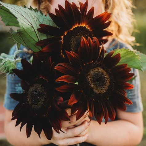 PRICES MAY VARY. Dark Red Petals - Chocolate Cherry Sunflower features large flowers with burgundy petals and chocolate brown centers, growing tall at 6 to 7 feet with sturdy stems. Charming Landscapes - Ideal for tall borders, the elegant red sunflowers complement native prairie plants like Yellow Coneflower and Black Eyed Susan, creating a beautiful backdrop. Wildlife Friendly - Leaving the seed heads in place attracts goldfinches, nuthatches, and woodpeckers, while cut flowers last about a we Dark Sunflower Wedding, Chocolate Cherry Sunflower, Yellow Coneflower, Prairie Plants, Chocolate Sunflower, Prairie Planting, Red Sunflowers, Seed Heads, Red Petals