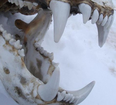 Polar bear skull, photo by Philip Putumiraqtuq White Bear Aesthetic, Inuit Aesthetic, Bear Moodboard, Polar Bear Aesthetic, Polar Bear Skull, Skull Photo, Solas Dragon Age, Bear Skull, The Ancient Magus Bride