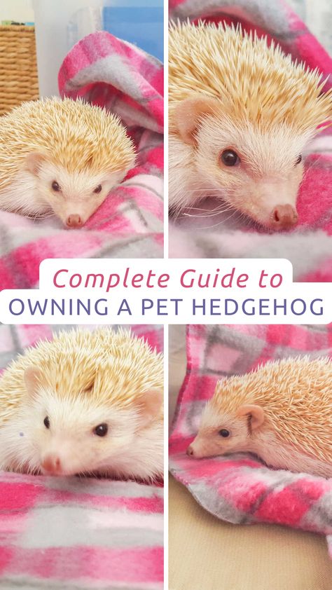 Headchogs Pet, How To Care For A Hedgehog, Hedgehog Names List, How To Take Care Of A Hedgehog, Natural Hedgehog Habitat, Hedge Hog Cage Ideas, Hedgehog Care Tips, Hedgehog Homes Ideas, Hedgehog Care Guide