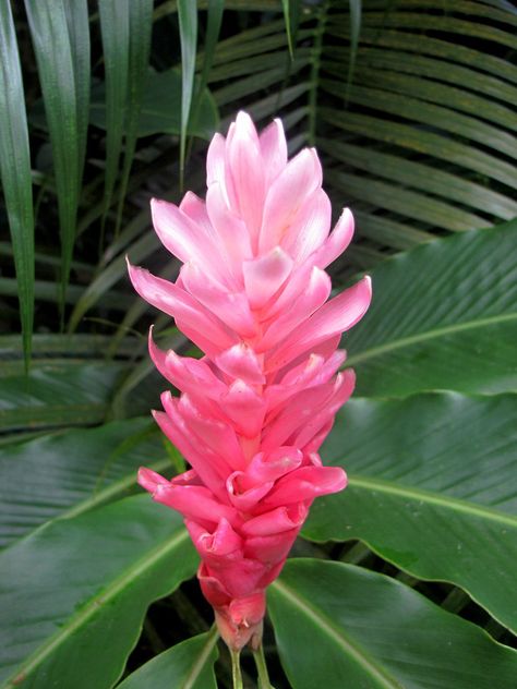 Ginger Flowers, Hawaii Pattern, Pink Ginger, Painting Images, Ginger Flower, Flower Drawing Tutorials, Scorpio Season, Tropical Gardens, Hawaiian Flowers