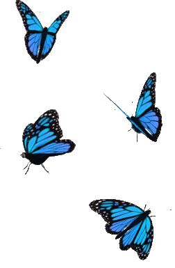 Blue Butterfly Gif, Gif Gato, Funny Quotes For Whatsapp, Butterfly Gif, Butterfly Live, Baby Birthday Invitations, Blue Morpho Butterfly, Butterfly Blue, Spongebob Wallpaper