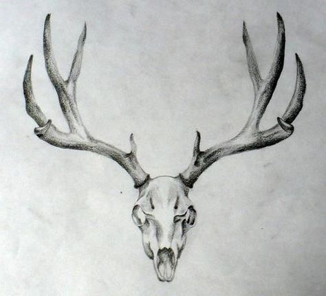 10+ Deer Skull Tattoo Designs On Chest | PetPress Deer Skull Tattoo, Tattoo Crane, Antler Tattoos, Deer Head Tattoo, Elk Tattoo, Antler Tattoo, Elk Skull, Deer Skull Tattoos, Deer Tattoo Designs