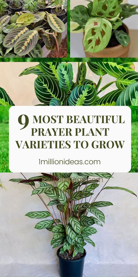 If you are finding houseplants that have a unique beauty to your living space, you are landed the right place. Today, we’ve collected the 9 Most Beautiful Prayer Plant Varieties To Grow. Surely you will fall in love with them for some reason. And to know why you should choose and grow them, follow us to explore them! Common House Plants Pictures, Types Of House Plants Indoor, Prayer Plants Houseplant, Praying Plant, Maranta Plant, Prayer Plant Care, Plant Knowledge, Angel Plant, Common House Plants