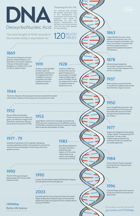 DNA Timeline In 1953, James Watson, Francis Crick, Maurice Wilkins, and Rosalind Franklin and colleagues published several landmark papers on the structure of DNA. That significant research changed the way that we think about and view the blueprint for life. Their discoveries paved the way for many others and enabled them to make their own major advancements in the genetics field. Timeline Worksheet, Molecular Genetics, Biology Facts, Biomedical Science, Endocannabinoid System, Biology Lessons, Teaching Biology, Biology Notes, Medical Anatomy