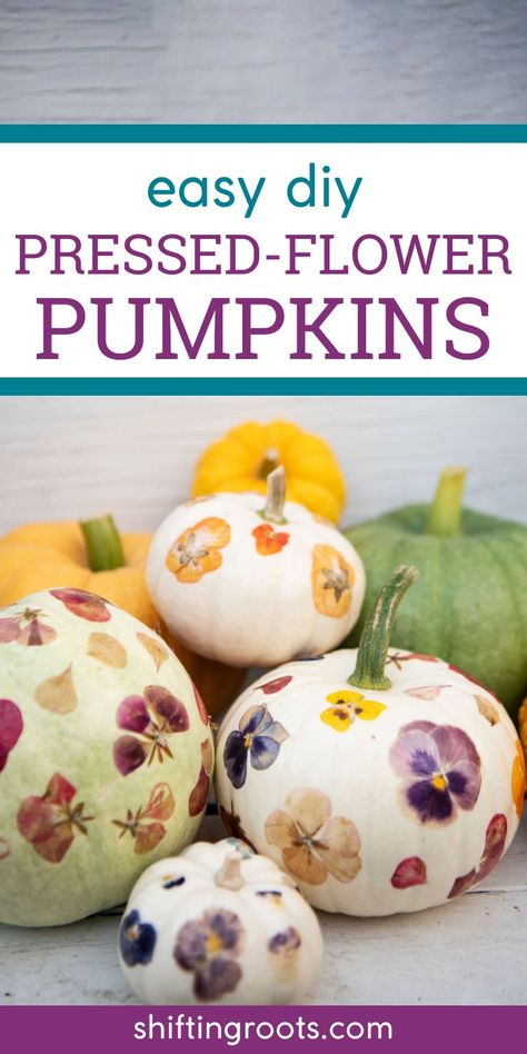 Mod Podge Pumpkins With Flowers, Dried Flower Pumpkin Diy, Modge Podge Pumpkins Flowers, Decoupage Pumpkins With Flowers, Flower Pumpkin Decorating, Pressed Flower Pumpkin, Flower Pumpkin Painting, Flower Pumpkins, Flower Pumpkin