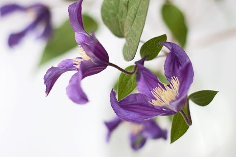 Clematis Clematis Bouquet, Clematis Purple, Flowers Board, Flower Variety, Blue Clematis, Elizabeth 1, Wedding Palettes, Purple Clematis, Small Purple Flowers