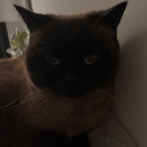 dark cat cute aesthetic british shorthair siamese ragdoll pets Dark Siamese Cat, Siamese Aesthetic, Siamese Cats Aesthetic, Cute Brown Aesthetic, Cat Cute Aesthetic, Cat Dark, Cats Aesthetic, Brown Cat, British Shorthair