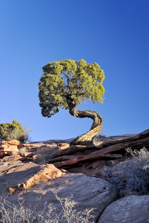 Explore jetguy1's photos on Flickr. jetguy1 has uploaded 2033 photos to Flickr. Weird Trees, Foto Langka, Tree Growing, Matka Natura, Twisted Tree, Belle Nature, Moab Utah, Old Trees, Unique Trees