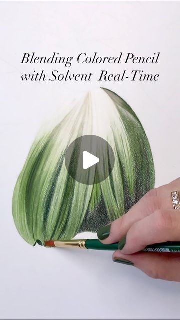 Jennifer Morrison on Instagram: "Blending Colored Pencil with Solvent For some of you this will be a really long boring video but if you want to watch my blending process in real-time, this video is for you! In this video, I am working on the first drawing for my 2023 Spring Collection, Tulips. This one is green and cream and it is glorious! Can’t wait to show you the finished drawing. It will take 20-30 hours and I should have it done by the end of next week. Happy to answer questions in the comments! . . #coloredpencil #coloring #coloredpencil_art #botanicalcoloredpencil #drawing #lyrarembrandt #tulipdrawing #colouring #coloredpencilpainting #artvideo #arttutorial #coloredpencilpainting #prismacolor #polychromos #luminance #derwentlightfast #holbeincoloredpencils #legionpaper #utrec Colored Pencil Drawing Techniques, Tulip Drawing, Blending Colored Pencils, My 2023, Colored Pencil Tutorial, First Drawing, Paint Thinner, Coloring Tips, Pencil Painting