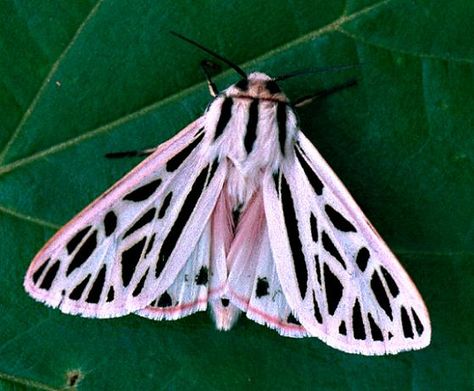 Arge Tiger Moth - Grammia arge Beautiful Moths, Mantis Religiosa, Colorful Moths, Cute Moth, Foto Macro, Beautiful Insects, Cool Insects, Tiger Moth, Pink Tiger