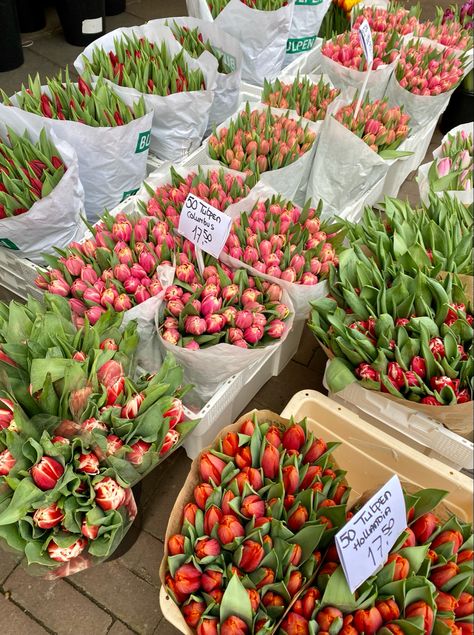 Dutch Lifestyle Aesthetic, Tulips In Netherlands, Netherlands Astethic, Netherland Aesthetic, Tulips Flowers Aesthetic, Netherlands Flowers, Aesthetic Netherlands, Tulips Netherlands, Dutch Aesthetic