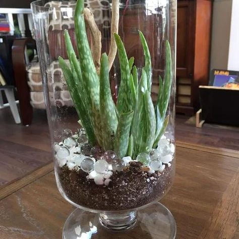 15 Indoor Plants in Glass Jar Ideas | Balcony Garden Web Plants In Glass Bowls, Glass Plants Ideas, Plants Glass Jar, Clear Glass Planter Ideas, Rooting Plants In Water Jars, Planting In Glass Containers, Plants In Glass Jars Water, Aloe Vera Planter Ideas, Indoor Plants In Glass Jars