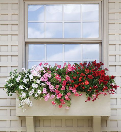 Signs of the Season: Summer Flowers Balcony Flower Box, Window Box Plants, Summer Flower Arrangements, Patio Flowers, Beautiful Home Gardens, Window Box Flowers, Balcony Flowers, Window Planters, Spring Window