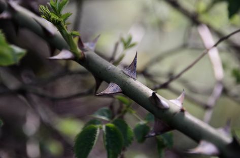 Helena Targaryen, Catherine Pinkerton, Seelie Court, Moodboard Images, Descendants Oc, Photography Macro, The Ancient Magus Bride, Between Two Worlds, Bokeh Photography