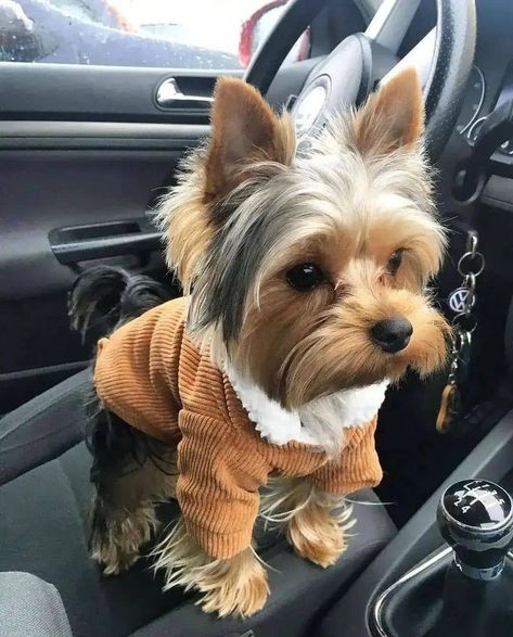 Yorkie Puppy Haircuts, Yorkie Cuts, Yorkie Haircuts, Biewer Yorkie, Teacup Yorkies, Teacup Yorkie Puppy, Cute Small Dogs, Dog Haircuts, Yorkie Terrier